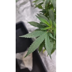 Blue Dream Indoor (1-lb packs, Gold Tier Indoor) - Image 2