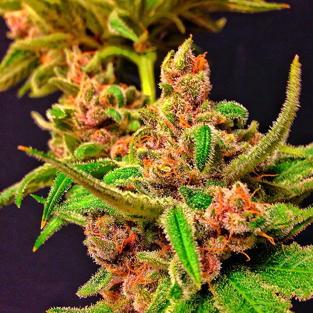 CBD Oil 20 bottles - Image 4