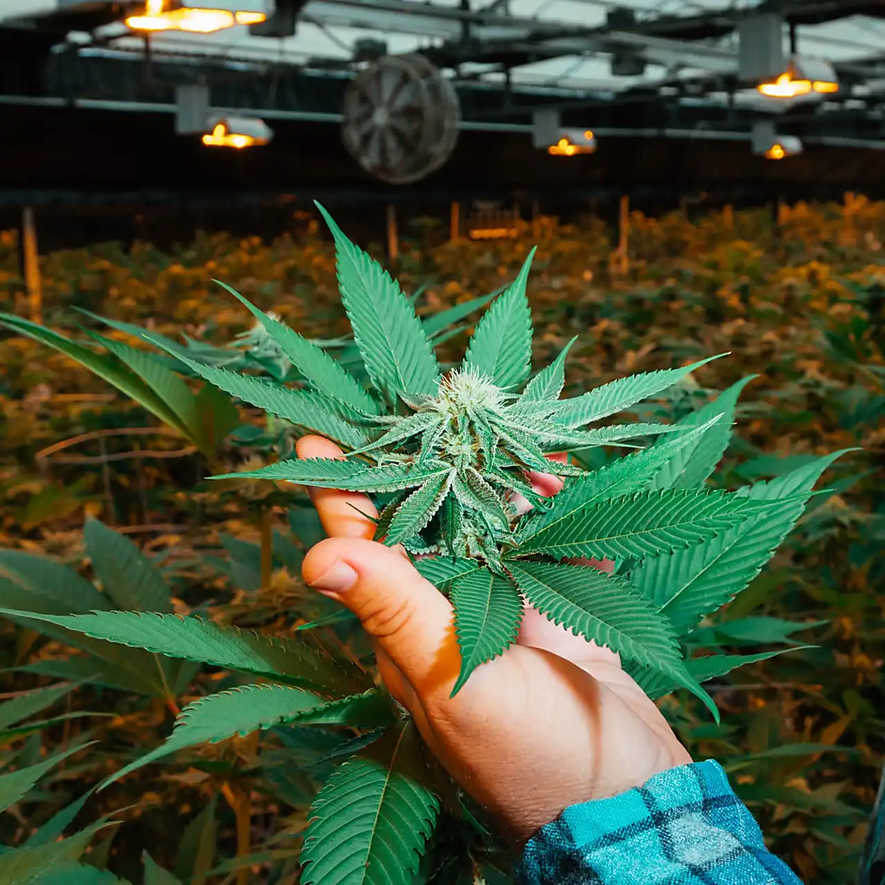 CBD Oil 20 bottles - Image 2