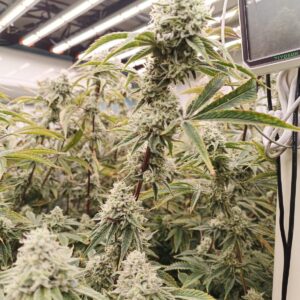 100 Tons Hemp Biomass