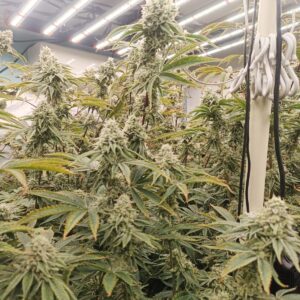 100 Tons Hemp Biomass