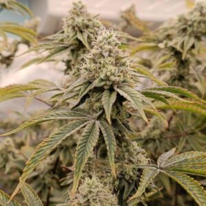 250 Tons Hemp Biomass (2025 Harvest)