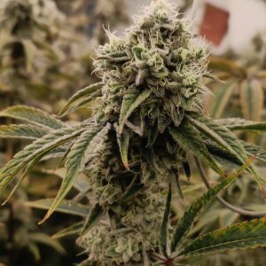 2-lb packs of Exotic CBD Flower