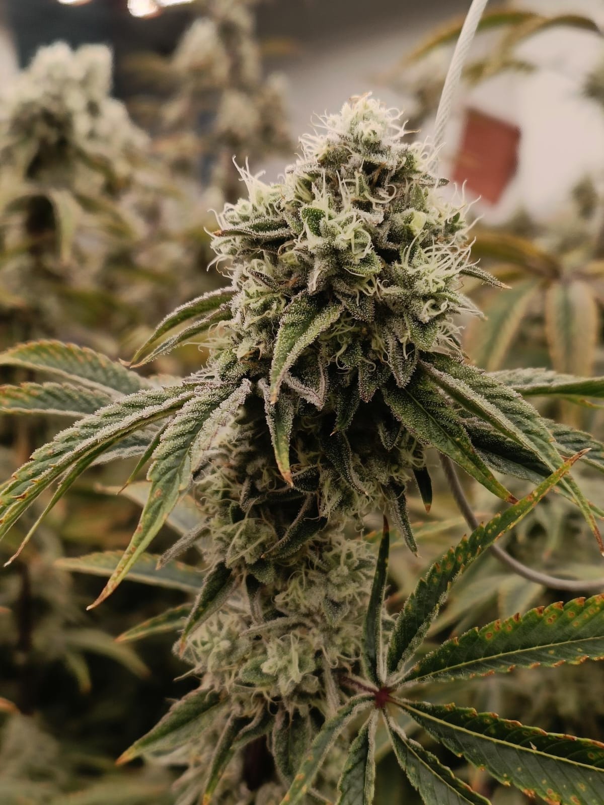 2-lb packs of Exotic CBD Flower