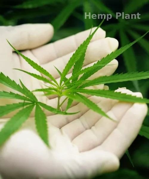 hemp-plant
